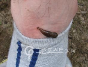 사람 피 빨아먹는 거머리 우리나라에도…