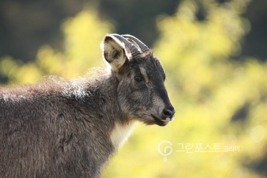 작년 울진서 구조된 천연기념물 '산양' 자연 품으로