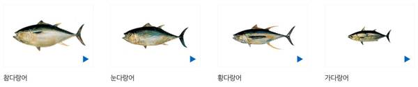 '참치 통조림의 비밀'…참치 회와 '맛'도 '질감'도 다른 이유는?