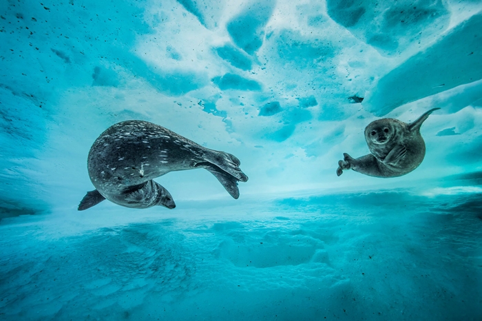 ▲ 프랑스 사진작가 로랑 바예스타(Laurent Ballesta)의 수영장(Swim gym)이 'Behaviour' 부문 결선진출작에 당선됐다. 남극의 빙하 아래에서 춤추듯 헤엄지고 있는 물깨 어미와 새끼의 모습을 담았다.