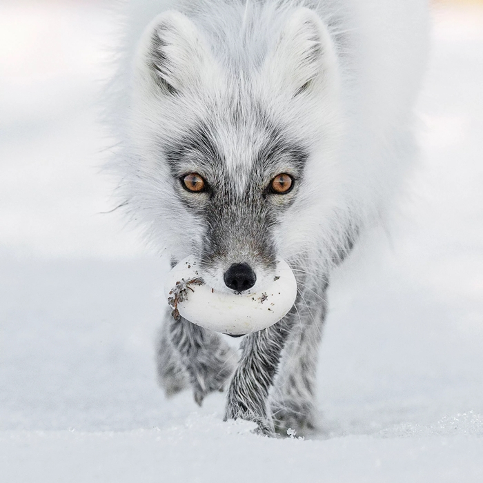 ▲ 러시아 사진작가 세르게이 고르슈코프(Sergey Gorshkov)의 북극 보물 (Arctic treasure)이 'Animal Portraits' 부문 결선진출작에 당선됐다. 거위의 알을 입에 문 북극 여우의 매서운 눈빛이 인상적이다.