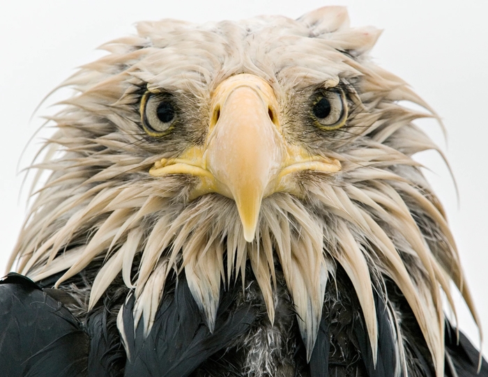 ▲독일 사진작가 클라우스 니게(Klaus Nigge)의 대머리 독수리(Bold Eagle) 'Animal Portraits' 부문 결선진출작에 당선됐다. 지속된 폭우로 인해 깃털이 흠뻑젖었음에도 불구하고 대머리 독수리의 차분하고 담담한 표정이 인상적이다.