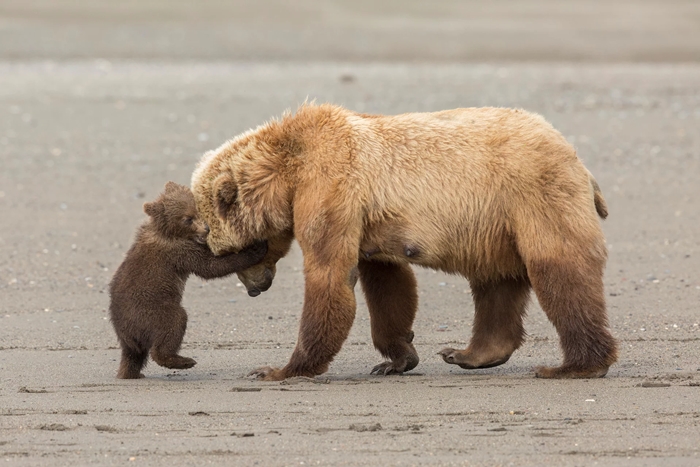 ▲미국 사진작가 애슐리 스컬리(Ashleigh Scully)의 곰의 포옹(Bear Hug)이 11~14세 'Young Wildlife Photographer of the Year' 부문 결선진출작에 당선됐다. 썰물 때 대합조개잡이를 한 어미 곰의 머리를 새끼 곰이 끌어안고 있다.