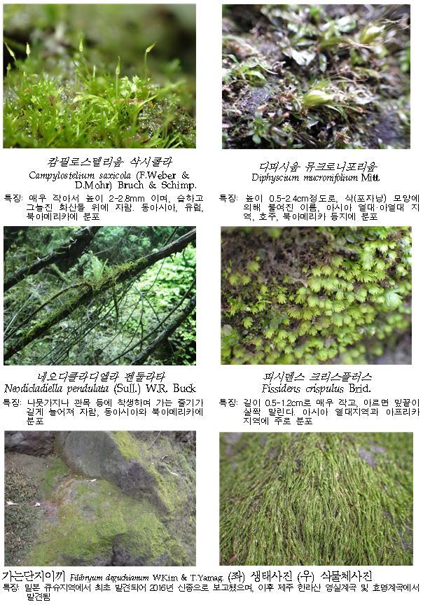 주요 미기록 선태식물 모습 [출처=국립생물자원관]