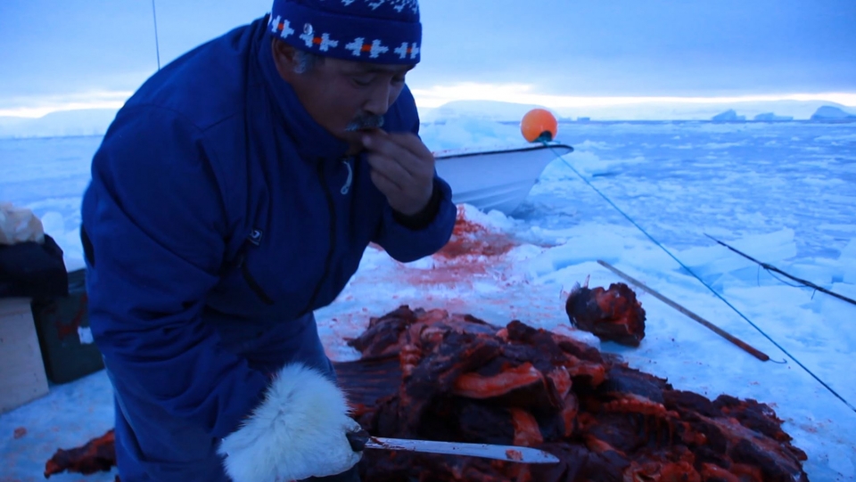 그린란드의 베테랑 사냥꾼 마마우트가 바다코끼리를 해체하며 날 것으로 맛을 보고 있다 [인디21 다큐멘터리 제작팀]
