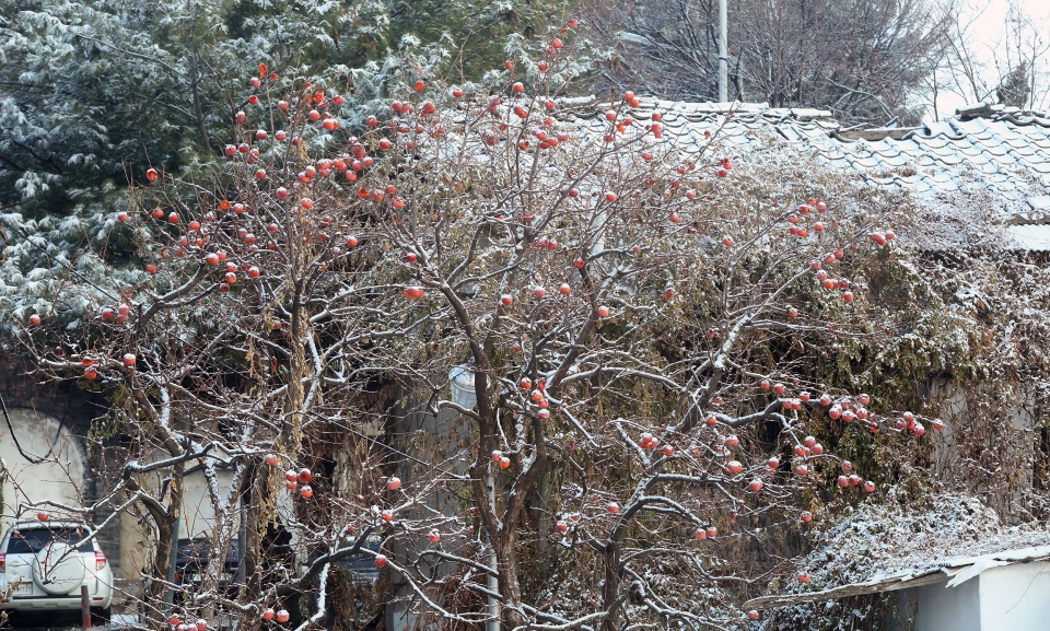 24일 오전 서울 종로구 삼청동의 한 감나무에 눈이 소복히 쌓여있다.  [김호중 기자]