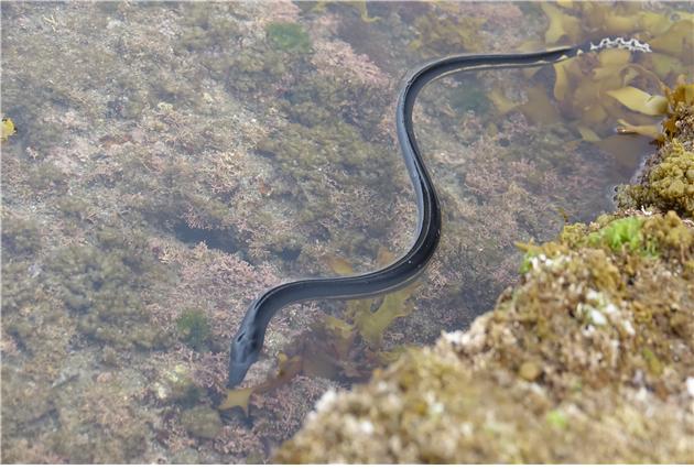 제주 성산 앞바다에서 발견된 바다뱀 모습 [출처=해수부]