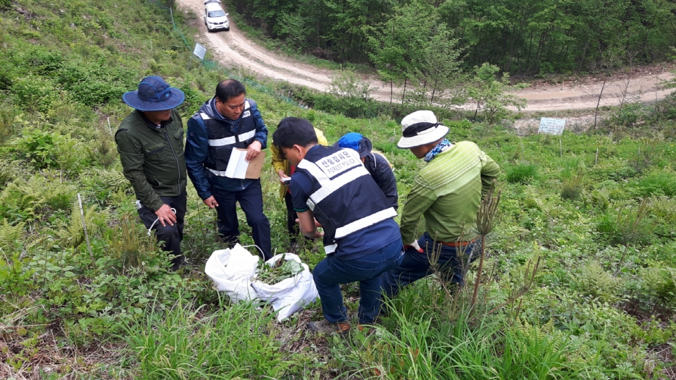 산림특별사법경찰들이 임산물 불법 채취단속을 하고 있다.2018.04.03/그린포스트코리아