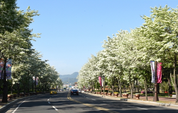 이팝나무 꽃으로 뒤덮인 꽃의 도시 경주(황성공원)