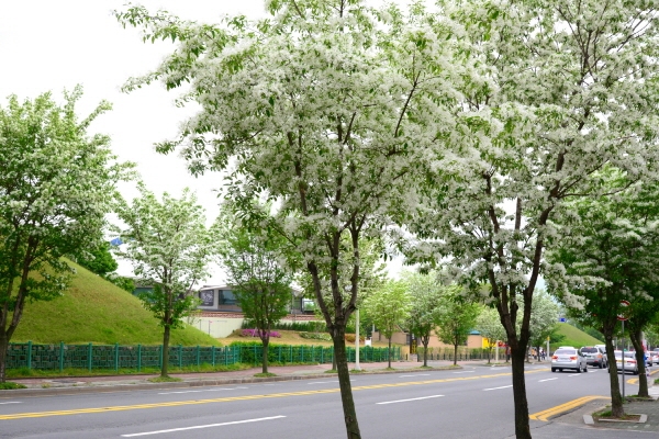 이팝나무 꽃으로 뒤덮인 꽃의 도시 경주(대릉원 인근)