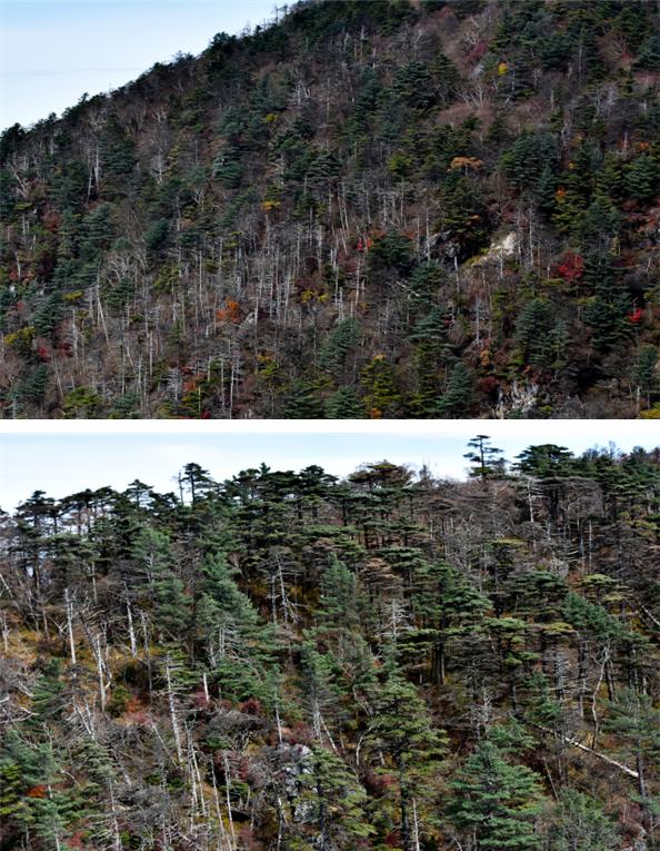 지리산 반야봉 일대의 고사한 구상나무들. [출처=환경부]