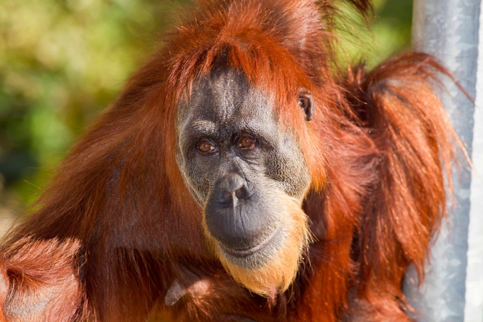 수마트라오랑우탄 '푸안'이 62세로 사망했다. (호주 퍼스 동물원 제공)