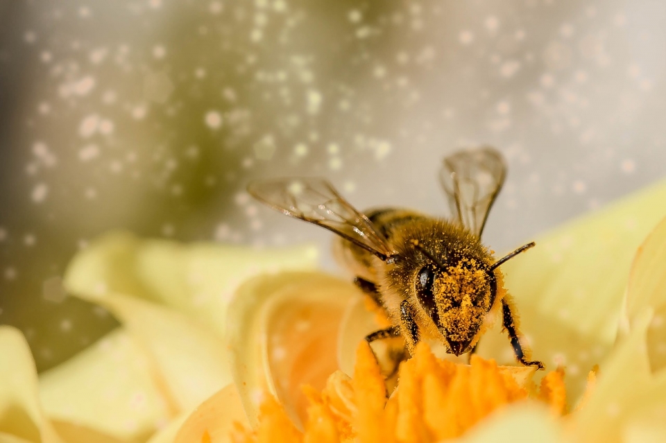 꿀벌을 보호하고 세계 농업과 식품 안전을 지키기 위해 프랑스가 ‘네오니코티노이드'(Neonicotinoid) 성분이 들어간 농약 사용에 대한 규제를 강화했다.2018.9.5/그린포스트코리아