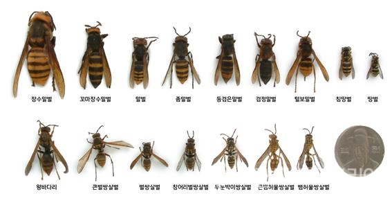 종류별 벌 크기 비교(국립공원관리공단)/그린포스트코리아