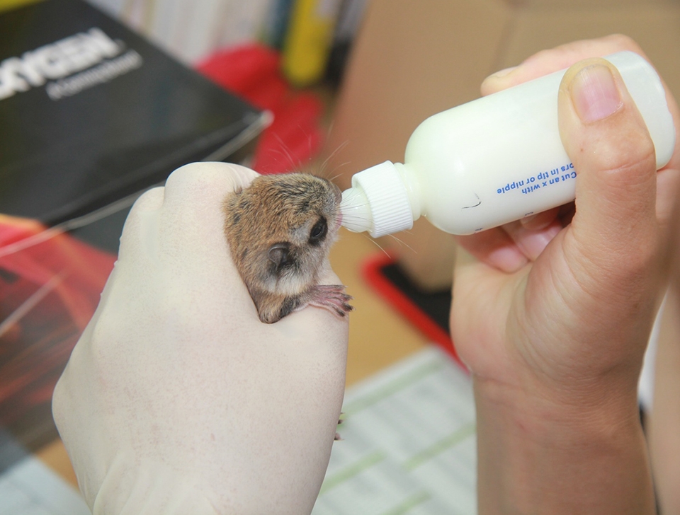 구조된 하늘다람쥐가 우유를 먹는 모습. (경기도 제공)