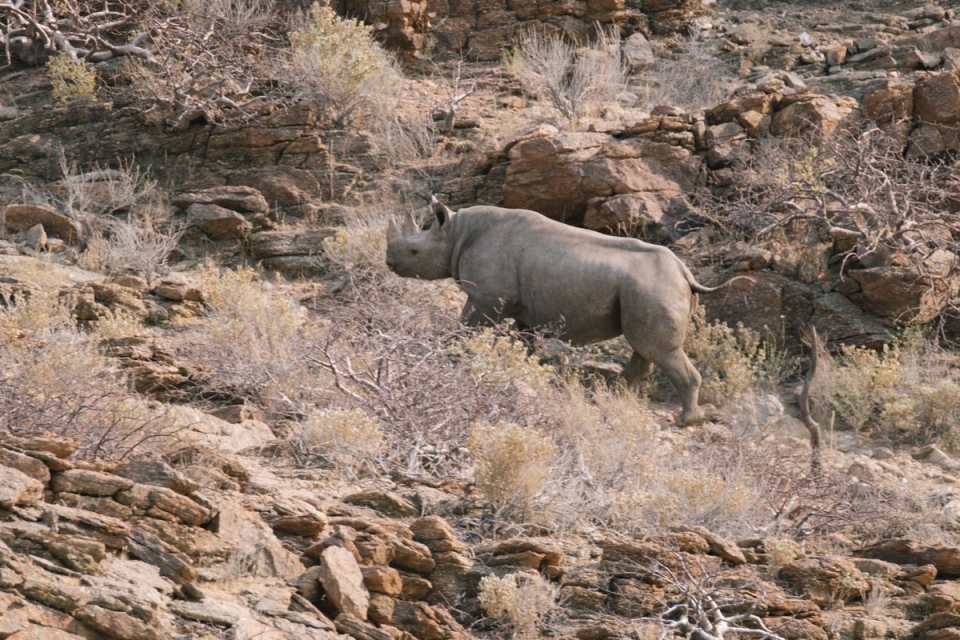 나미비아의 야생코뿔소. (켄싱턴궁 트위터 제공)
