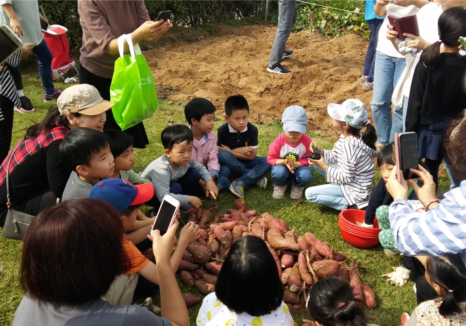 잠실한강공원서 어린이들이 고구마 캐기 체험 행사를 진행 중이다. (서울시 제공)