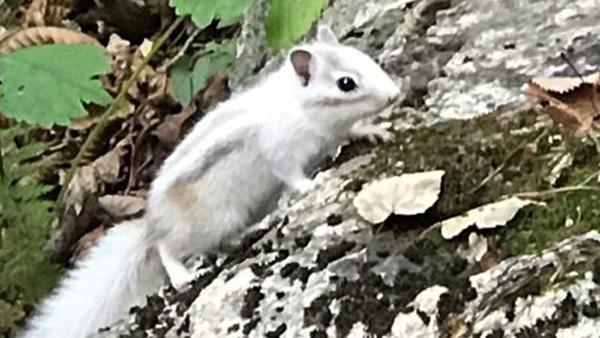 설악산에서 알비노 다람쥐가 발견됐다.(설악산국립공원사무소 제공)2018.10.3/그린포스트코리아