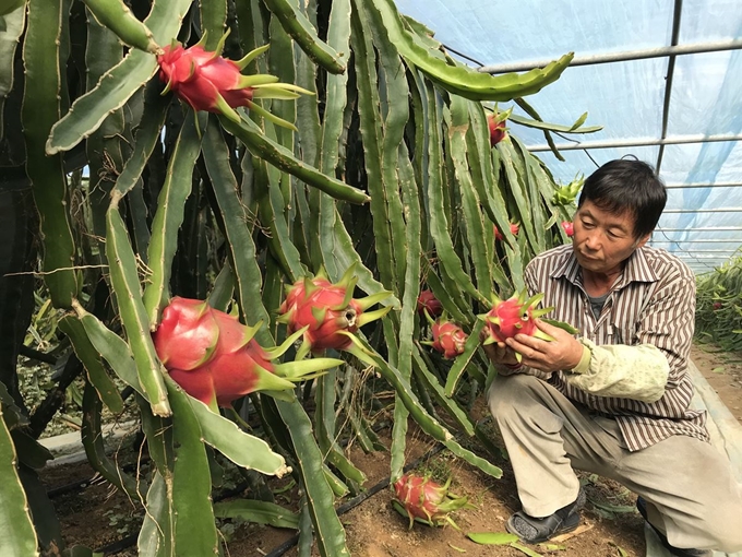 영동군 주민 이병덕(62)씨가 열대과일인 용과를 수확하고 있다. (사진=영동군 제공)