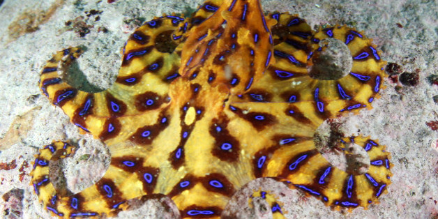 제주에서 발견된 파란고리문어(사진=국립수산과학원 제공)