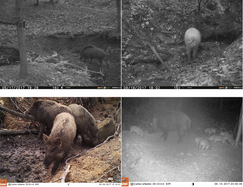 멧돼지 모니터링 사진. (국립공원관리공단 제공) 2018.11.26/그린포스트코리아