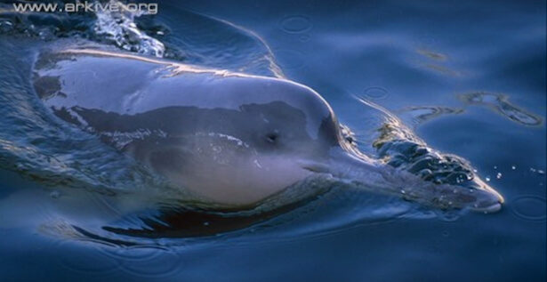 양쯔강돌고래는 양쯔 강에서만 사는 강돌고래이다. 바이지 또는 바이지툰라고도 부른다.