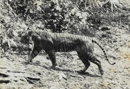 자와호랑이는 인도네시아 자와 섬에 살았던 호랑이의 아종이다.