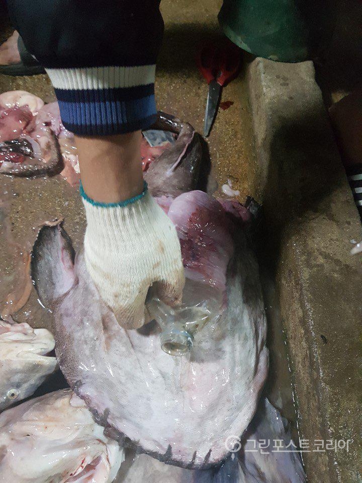 부산 칠산 바다에서 잡힌 아귀 뱃속에서 플라스틱 생수병을 꺼내고 있는 어부.(환경운동연합 제공)