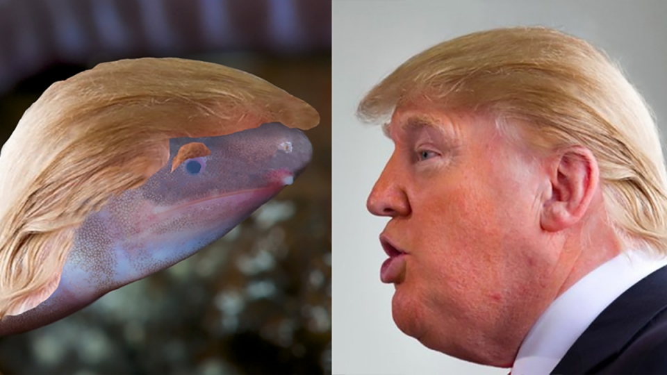 신종 양서류 생물에 도널드 트럼프 미국 대통령 이름을 딴 '데르모피스 도널드트럼피'라는 학명이 지정됐다. (CNN 제공)