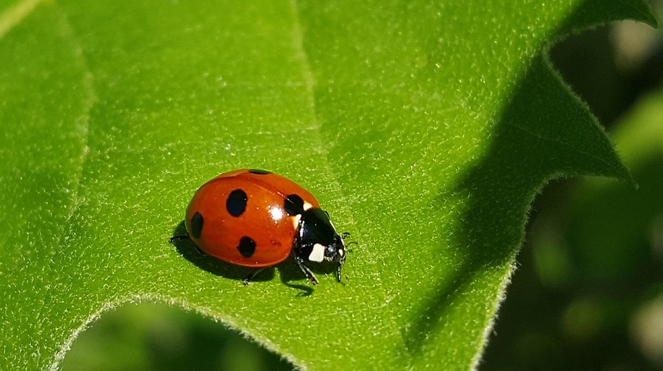 벌레는 우리가 상상한 것 이상으로 지구 환경에 막대한 영향을 미친다. (사진=Pixabay)