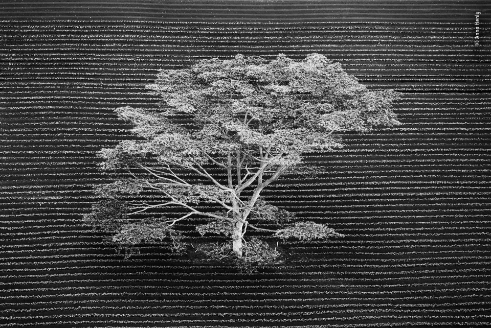 영국 출신 안나 헨리(Anna Henly)의 ‘고립된 나무’.2018.12.31/그린포스트코리아