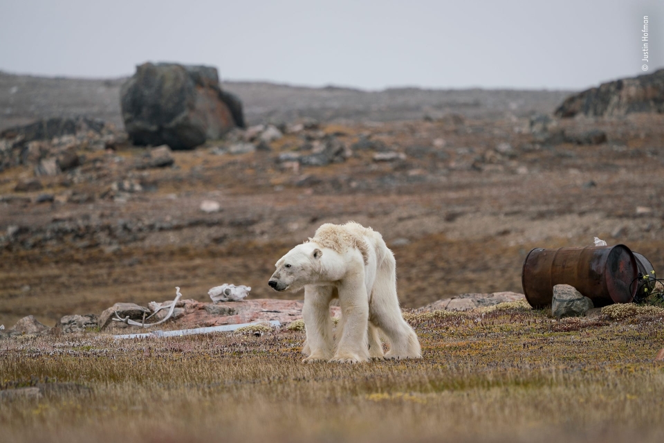 미국 출신 저스틴 호프만(Justin Hofman)의 ’북극곰의 사투‘.2018.12.31/포스트코리