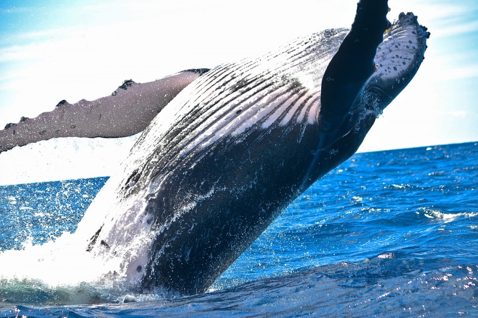 일본 때문에 한국바다에 사는 대형 고래인 밍크고래가 멸종할 수도 있다는 우려가 제기됐다. 사진 속 고래는 혹등고래다.(사진=Pixabay)