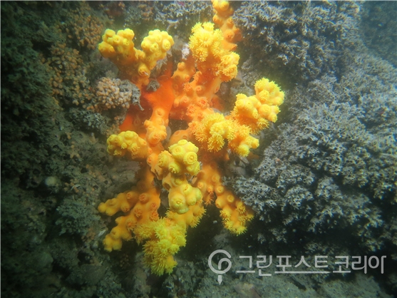 다도해해상 유착나무돌산호 (환경부 제공)