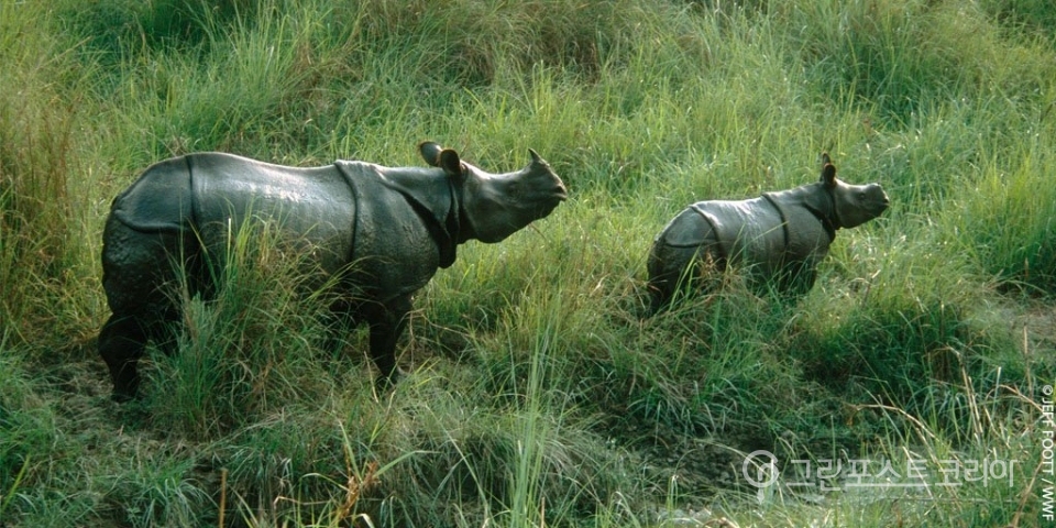 치트완 국립공원에 서식하는 인도코뿔소(WWF UK 제공)