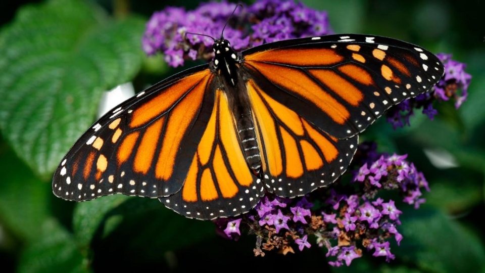 미국 캘리포니아에서 겨울을 나는 제왕나비(Monarch Butterfly)의 개체수가 일년 만에 86% 감소했다는 조사 결과가 나왔다. (CNN 제공)