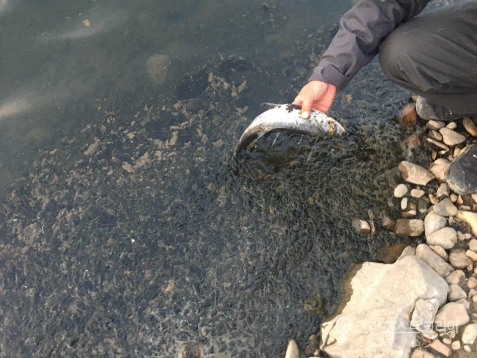 김종술 기자가 죽어가는 물고기를 건져 올리고 있다. 세종보 강기슭에는 아직 다 씻겨내려가지 못한 남조류 사체가 떠 있었다. (박소희 기자)2018.12.26/그린포스트코리아