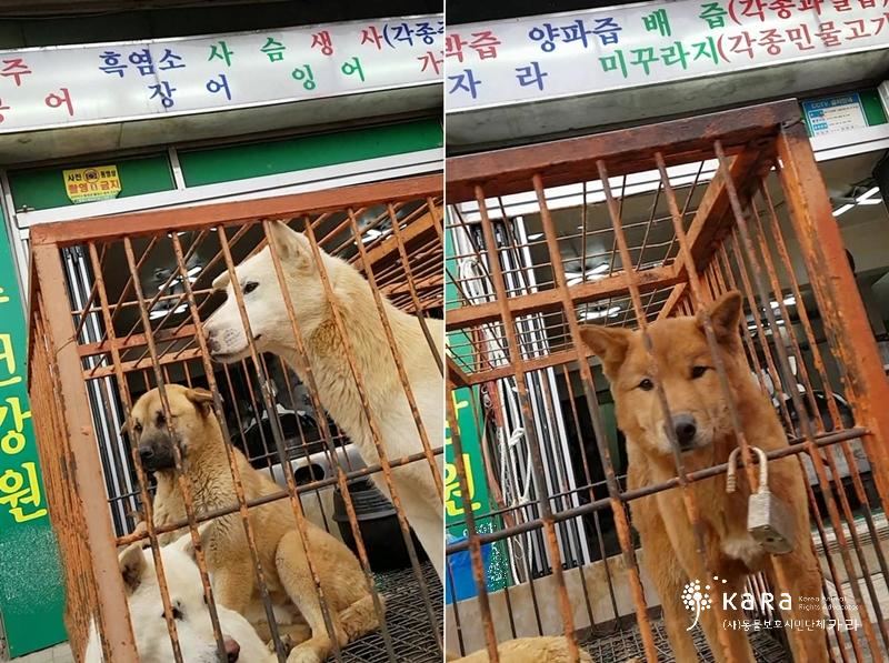철창에 갇혀 죽음을 기다리는 성남 모란시장의 개(사진=카라 제공)