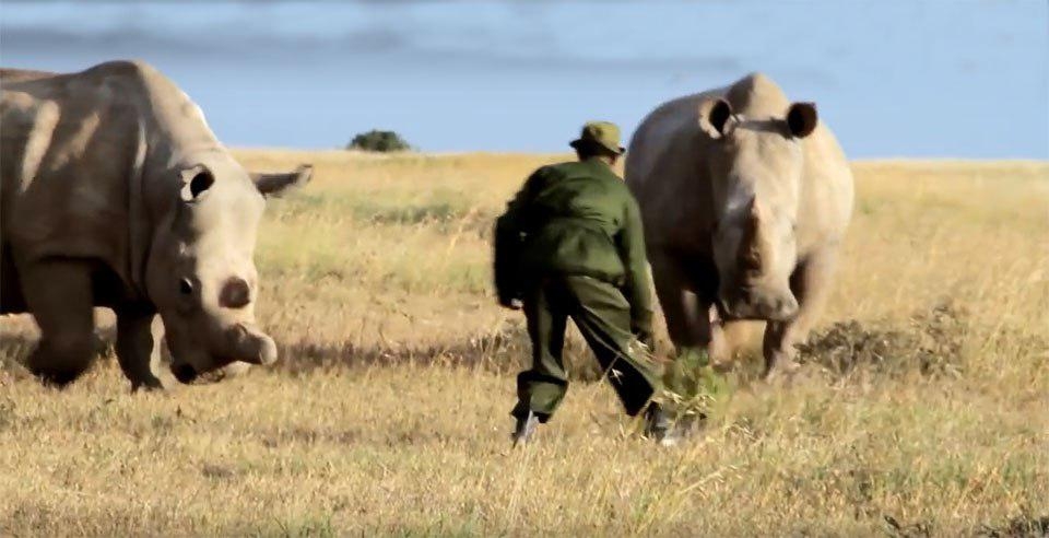 무타이가 코뿔소들과 함께 즐거운 시간을 보내고 있는 모습.
