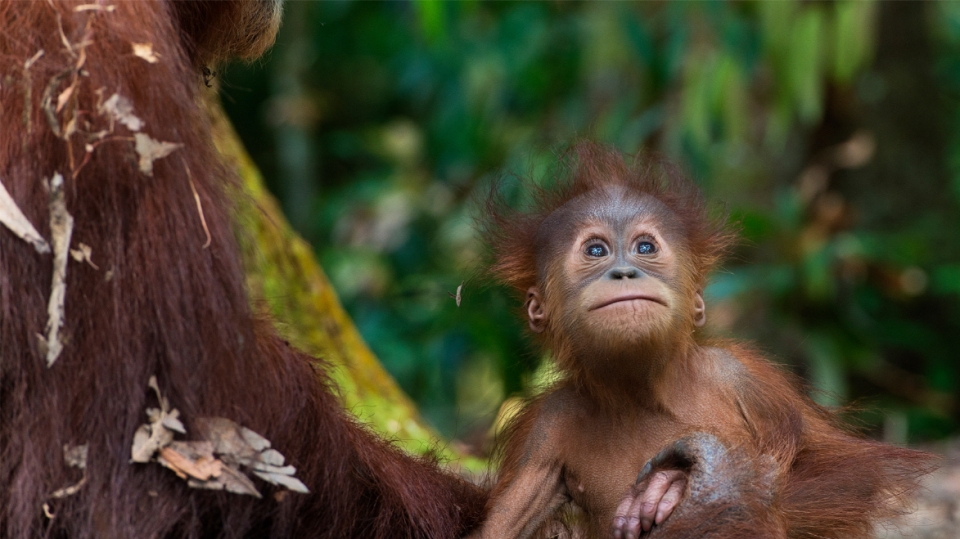 훼손된 열대우림으로 서식지를 잃은 오랑우탄. (사진 러쉬코리아 제공)