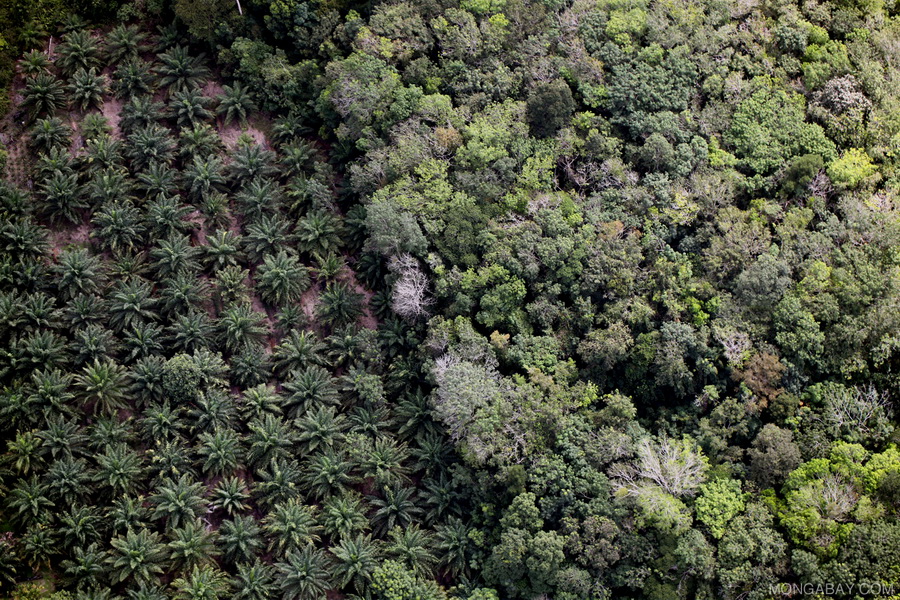 팜 오일 농장과 열대우림의 경계 모습. (사진 러쉬코리아 제공)