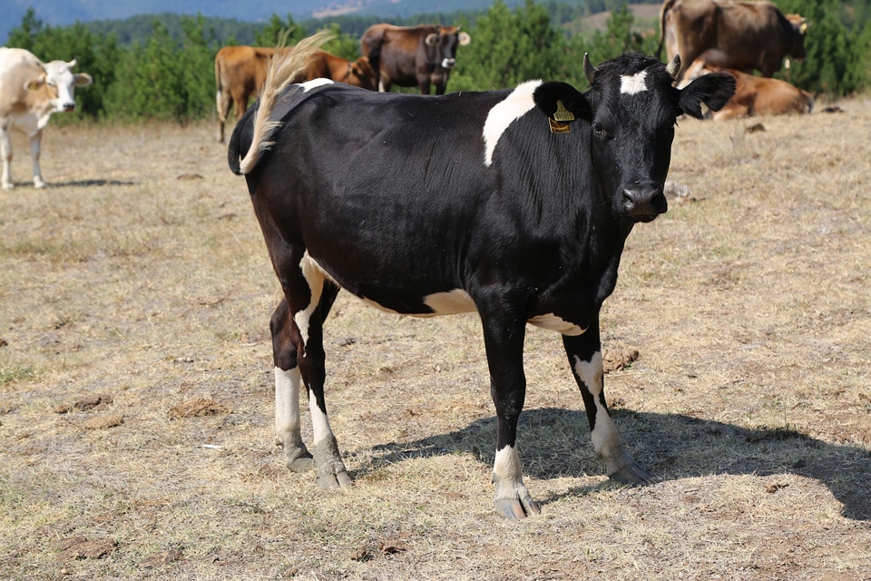 경기의 한 젖소 농가가 구제역 확진 판정을 받았다.(사진은 기사와 관련이 없는 Pixabay 자료사진입니다.)
