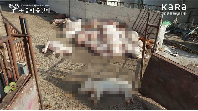 경남 사천 소재 돼지 농장에 돼지 사체가 쌓여 있는 모습.(사진 카라·동물자유연대 제공) 2018.12.3/그린포스트코리아