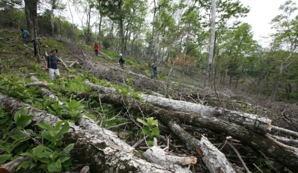 산림청이 강원도에 가리왕산 활강스키장 복원을 명령했다. (녹색연합 제공) 2019.1.3/그린포스트코리아