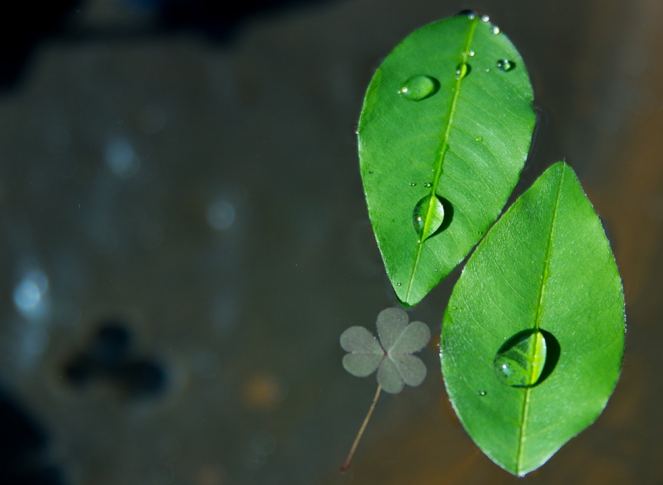서울시가 빗물 활용을 촉진하기 위해 빗물이용시설 설치비 90%를 지원한다. (사진=Pixabay)