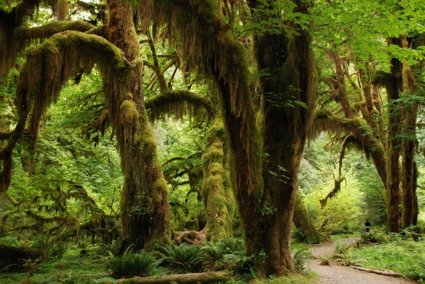 젊은 숲이 열대우림보다 이산화탄소를 더 많이 흡수하는 것으로 밝혀졌다. (사진=Pixabay)