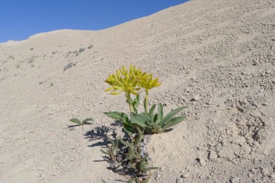 The desert yellowhead grows in areas where other plants are unable to thrive.