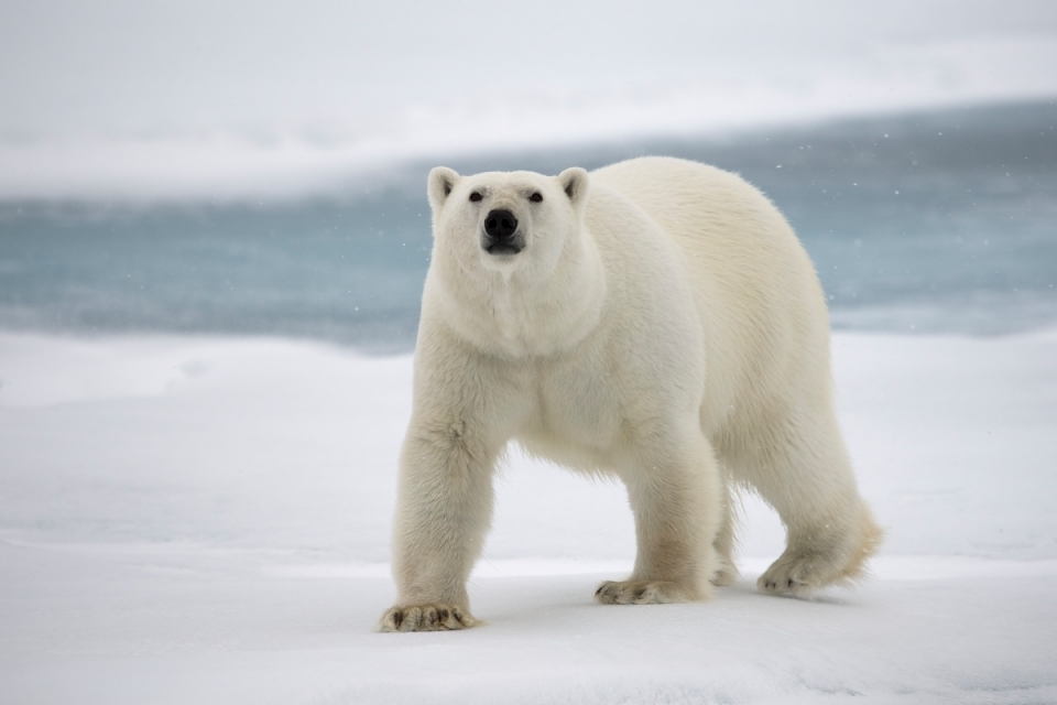 한 생물학자가 북극곰 멸종 위기와 지구온난화가 관계가 없다는 의견을 전면 반박했다. (사진 그린피스 제공)