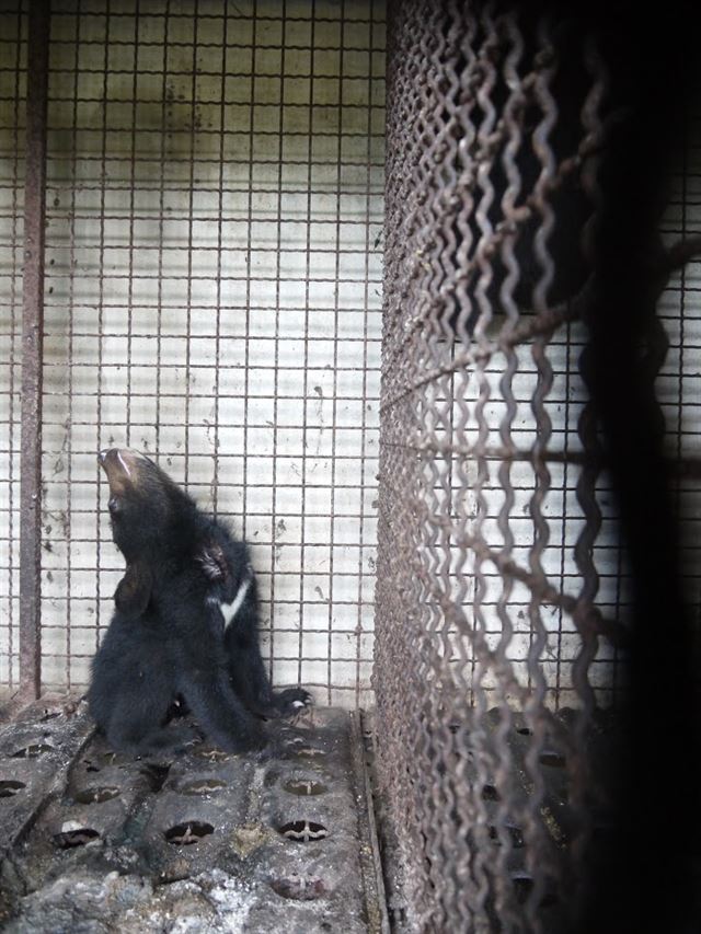 철창 안에서 울부짖는 사육곰의 모습.(사진 녹색연합 제공)