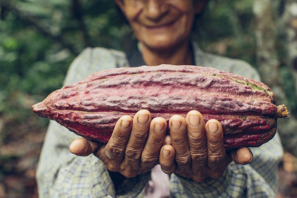 코코아 껍질을 사용한 바이오연료 연구가 진행 중이다. (사진 USAID 제공)